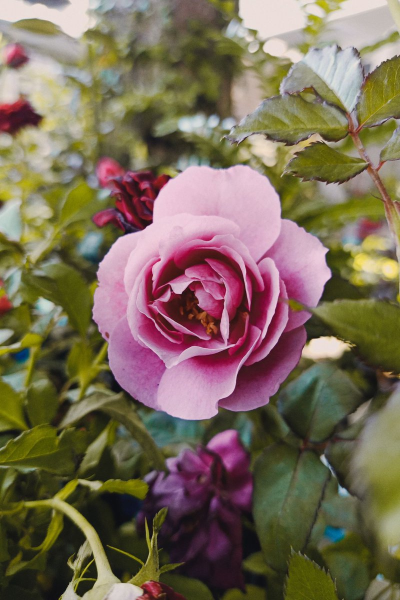 Octaviana Kadwin G.C (@olinkgc) on Twitter photo 