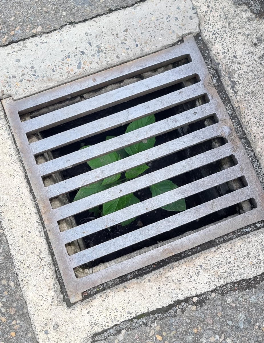 طُلوعــــْـ 🌝 tweet media