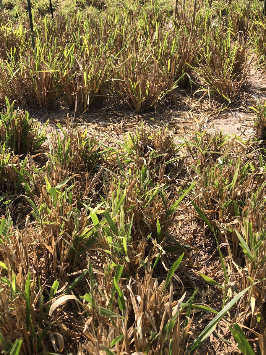 _mattdenton_'s tweet photo. Great visits in #Laos today seeing @ACIARAustralia #forageoptions expt implemented by NAFRI and meeting Dr Chay, DG of NAFRI for the first time. @UofA_SET @waiteresearch @AgrifoodUoA https://t.co/b6YamK6fL7