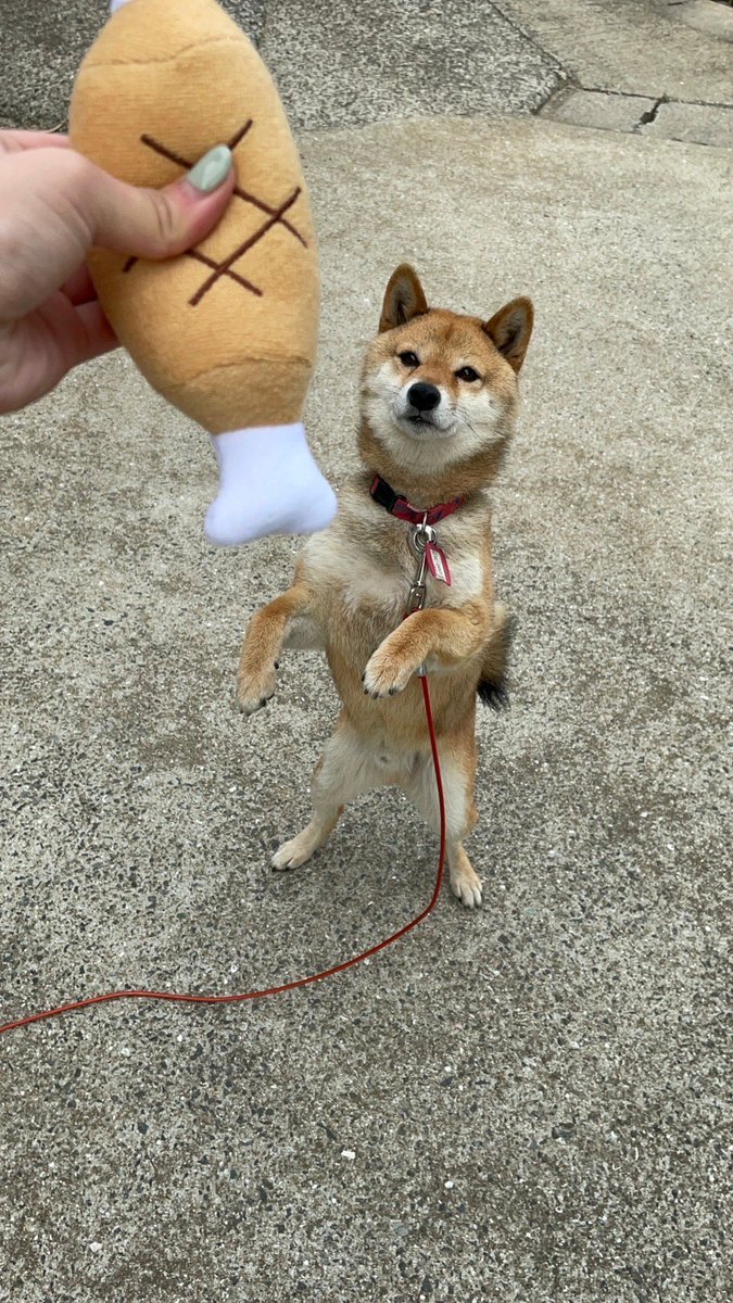 tyomokyan's tweet photo. @imprezalaska 頑張るワン🐕！
ありがとうございます💪！！ https://t.co/jNmVSBsdcC