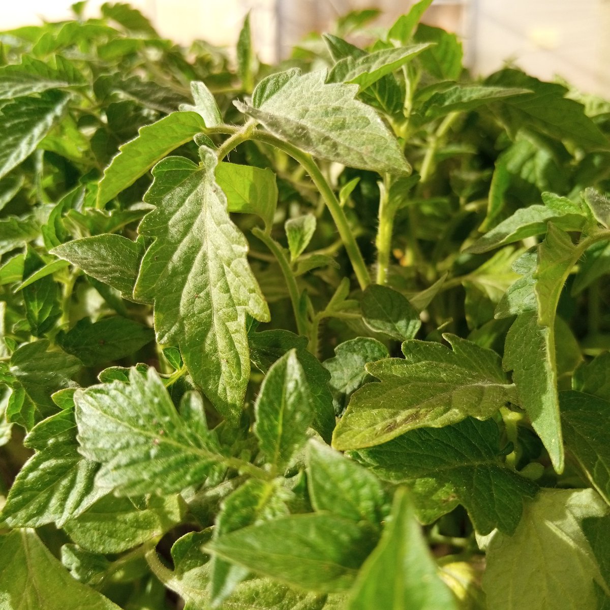 kimplanter's tweet image. Unbeleafable!!😃 Plant your dreams, trust the process and enjoy a bounty harvest. 

#climatesmartagriculture
#climateadaption 
#kimplanterseedlings 
#tomatogrowing 
#happyclientshappyus