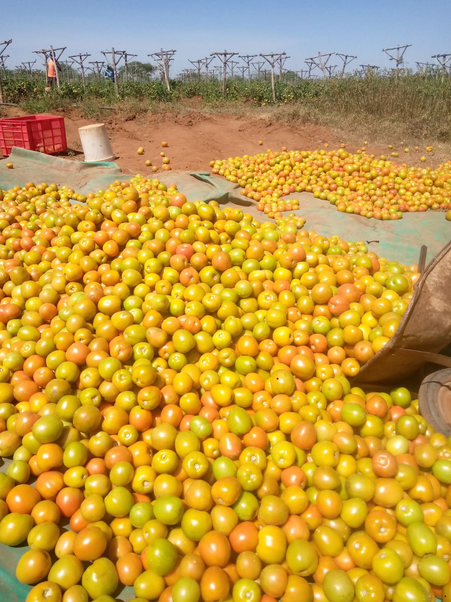 kimplanter's tweet image. Unbeleafable!!😃 Plant your dreams, trust the process and enjoy a bounty harvest. 

#climatesmartagriculture
#climateadaption 
#kimplanterseedlings 
#tomatogrowing 
#happyclientshappyus