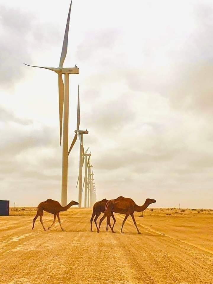 Moroccoftomorow's tweet photo. ⭕ الطاقة المتجددة بوجدور بالصحراء المغربية المملكة المغربية 🇲🇦 https://t.co/pnJkzZBrJ4