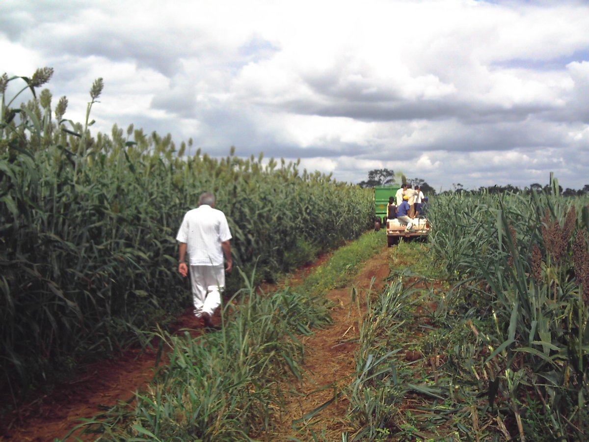 el_sorgal's tweet photo. Nuestro sorgo silero PALMAR hace 8 o 9 años atrás en Paraguay
#sorgo #sorgosilero #sorgohibrido https://t.co/GSZXZwIGTc