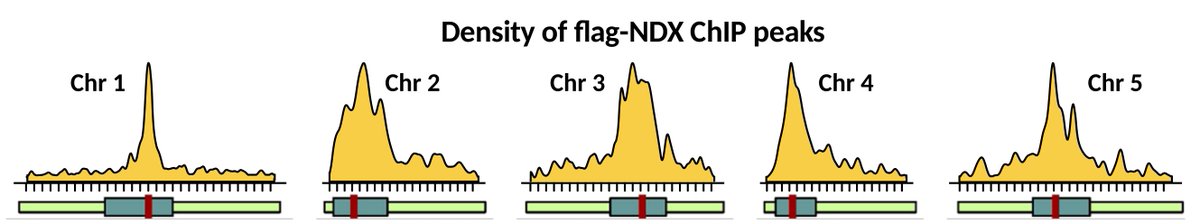 Nodule homeobox (NDX) is required for heterochromatin homeostasis in Arabidopsis. (<a href="/NatureComms/">Nature Communications</a> )