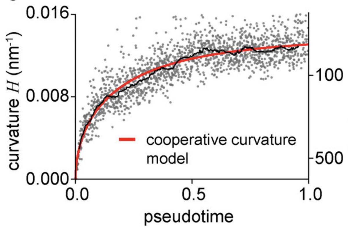 Ulrich Schwarz (also @ulrichschwarz.bsky.social) (@schwarzulrich) on Twitter photo Now out in <a href="/JCellBiol/">Journal of Cell Biology</a>: the geometry of clathrin coats measured with superresolution microscopy as function of pseudotime by <a href="/markus_sci/">Markus Mund</a>, <a href="/aline_tschanz/">Aline Tschanz</a> and <a href="/yule_wu/">yule</a> from <a href="/JonasRies/">Jonas Ries</a> lab at <a href="/EMBLHeidelberg/">EMBL Heidelberg</a>. Excellent agreement with cooperative curvature model by <a href="/sciFelixFrey/">Felix Frey</a> Now out in <a href="/JCellBiol/">Journal of Cell Biology</a>: the geometry of clathrin coats measured with superresolution microscopy as function of pseudotime by <a href="/markus_sci/">Markus Mund</a>, <a href="/aline_tschanz/">Aline Tschanz</a> and <a href="/yule_wu/">yule</a> from <a href="/JonasRies/">Jonas Ries</a> lab at <a href="/EMBLHeidelberg/">EMBL Heidelberg</a>. Excellent agreement with cooperative curvature model by <a href="/sciFelixFrey/">Felix Frey</a>