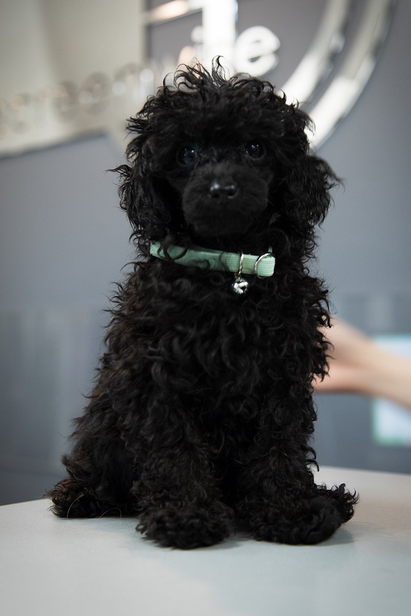 Screenwise's tweet image. We’d like to welcome the newest, youngest and possibly cutest student to the Screenwise family. Happy first day of school Reggie!