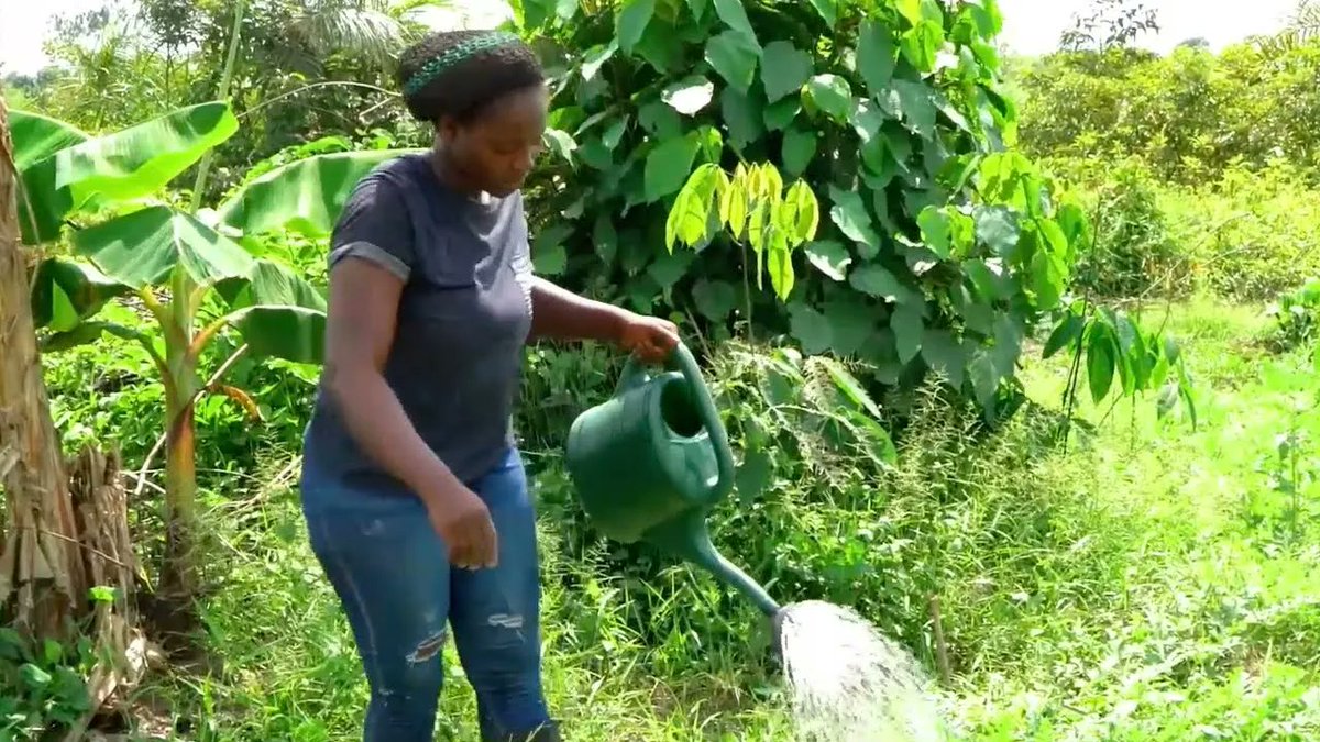 FAO's learning programme for policy makers helps streghten the enabling environment for #responsibleinvestment in agrifood systems in #Liberia 🇱🇷  and ##SierraLeone 🇸🇱 

📽️ Watch to know more 👉 buff.ly/3XMp4fv 

<a href="/UN_CFS/">CFS</a> 
<a href="/FAOWestAfrica/">FAO West Africa</a>