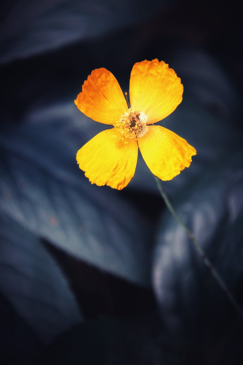 𝐌rs𝐇jort 𝐏hotography 📸 tweet media