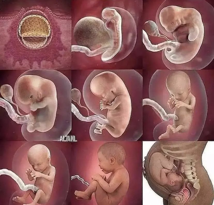 porlavida2014's tweet photo. El milagro de la vida. Tan pequeño, y con tanto potencial. 
#SiaLaVida https://t.co/0rL83ITaHB