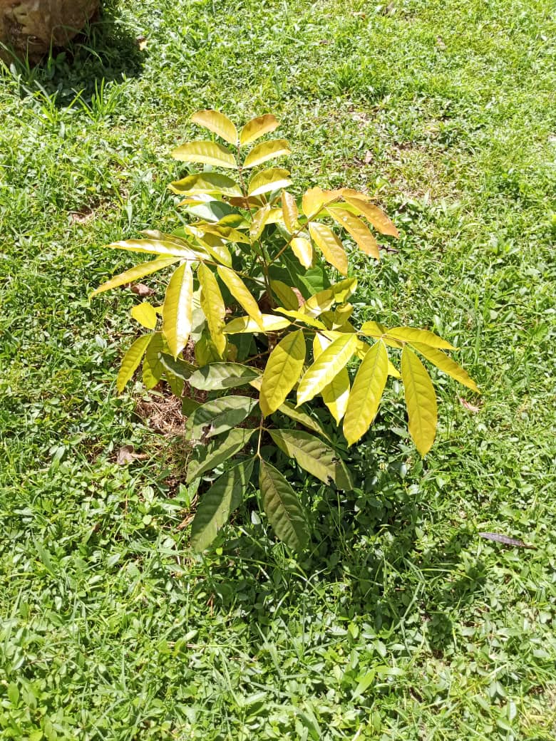 tree_adoptionug's tweet image. #RunningOutOfTrees is about leaving behind a better environment for the next generation to enjoy! Just as we are now able to enjoy the trees planted by those before us, we are mandated to plant more now for those that will come after us. 
Rember to take care of those trees.