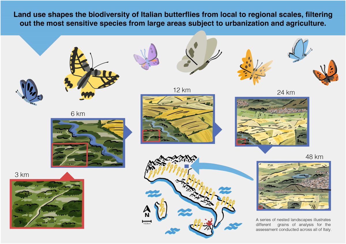 NEW PAPER: Pervasive effects of land use on the butterflies of Italy across spatial scales, #OpenAccess in  <a href="/GlobalChangeBio/">Global Change Biology</a>; a thread 1/n onlinelibrary.wiley.com/doi/10.1111/gc…