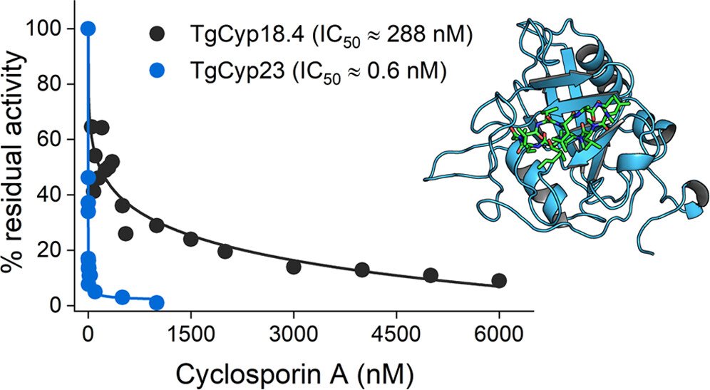 iqf_csic's tweet photo. #IQFRPaper Structural Basis for Cyclosporin Isoform-Specific Inhibition of Cyclophilins from Toxoplasma gondii. Published in @ACS_Infectious 

Collaboration with @UniVerona 

#ToxoplasmaGondii  #Cyclophilin #Cyclosporin #PeptidylProlylIsomerization 

🔗https://t.co/d0MsPKPrgE https://t.co/4YJyudD6mG