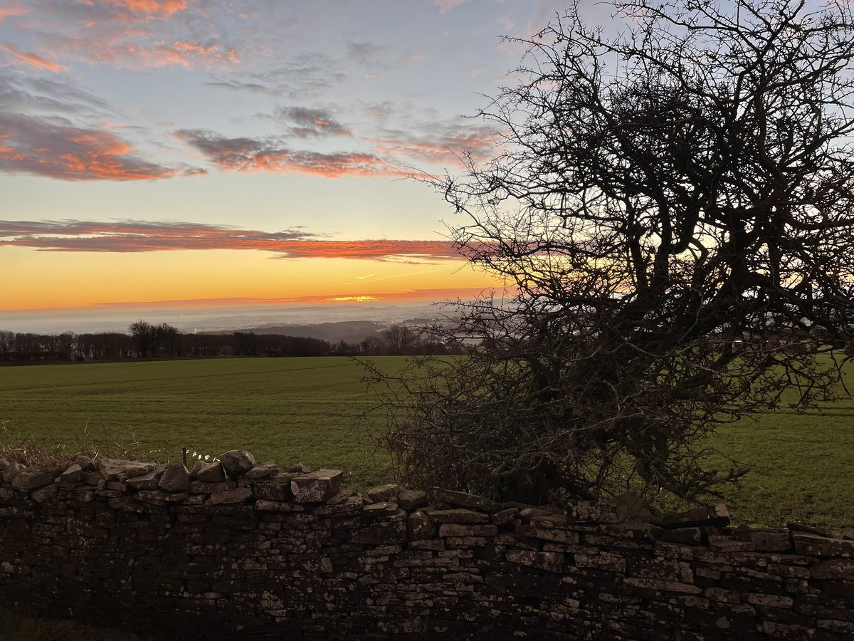 Beaten up old hawthorn to a serene sunrise, a frosty start but a beautiful day ahead @KingtonGolfClub #nowherebetter