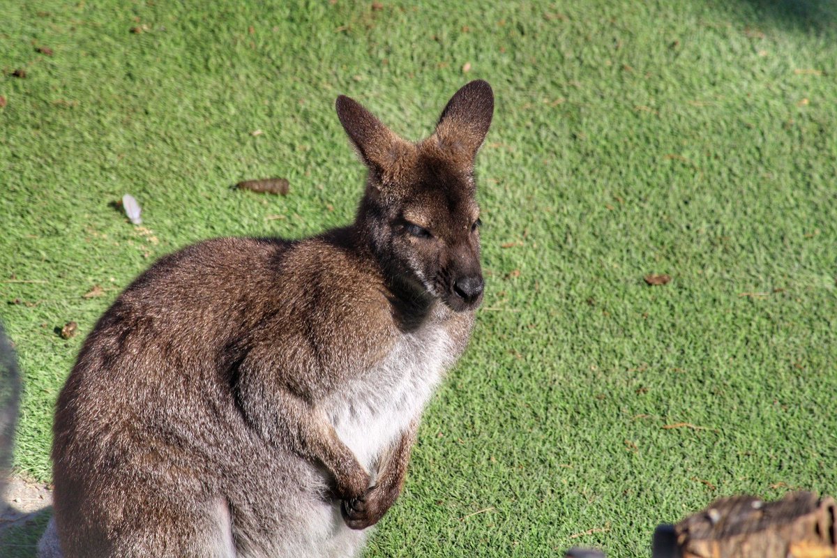 BarriosMalaga's tweet image. 🦘Parque Oeste #Malaga
🦘Que pena me da cada vez que lo visito y lo veo solo, en 30 metros cuadrados de cesped artificial.
🦘Cuando piensa @mambientemalaga darle una vida mejor⁉️