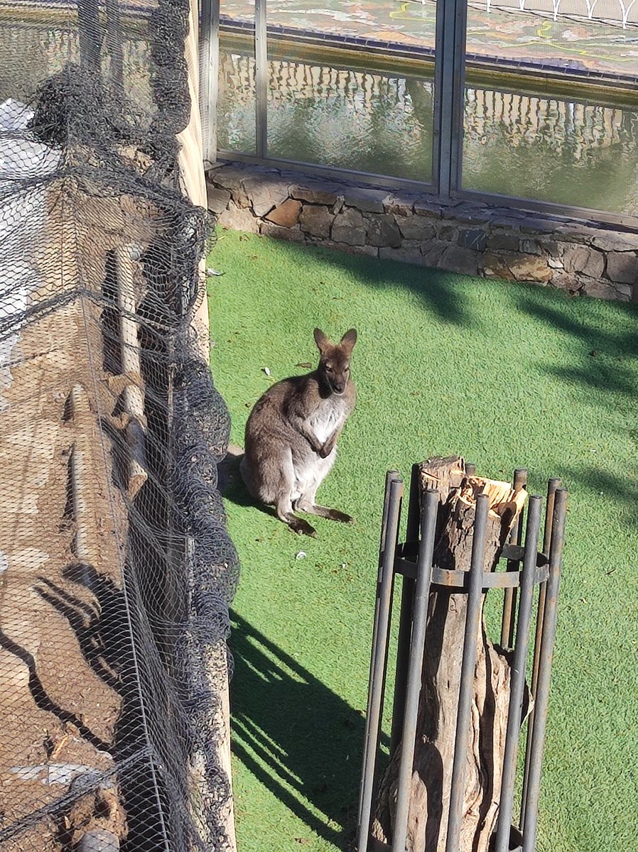 BarriosMalaga's tweet image. 🦘Parque Oeste #Malaga
🦘Que pena me da cada vez que lo visito y lo veo solo, en 30 metros cuadrados de cesped artificial.
🦘Cuando piensa @mambientemalaga darle una vida mejor⁉️