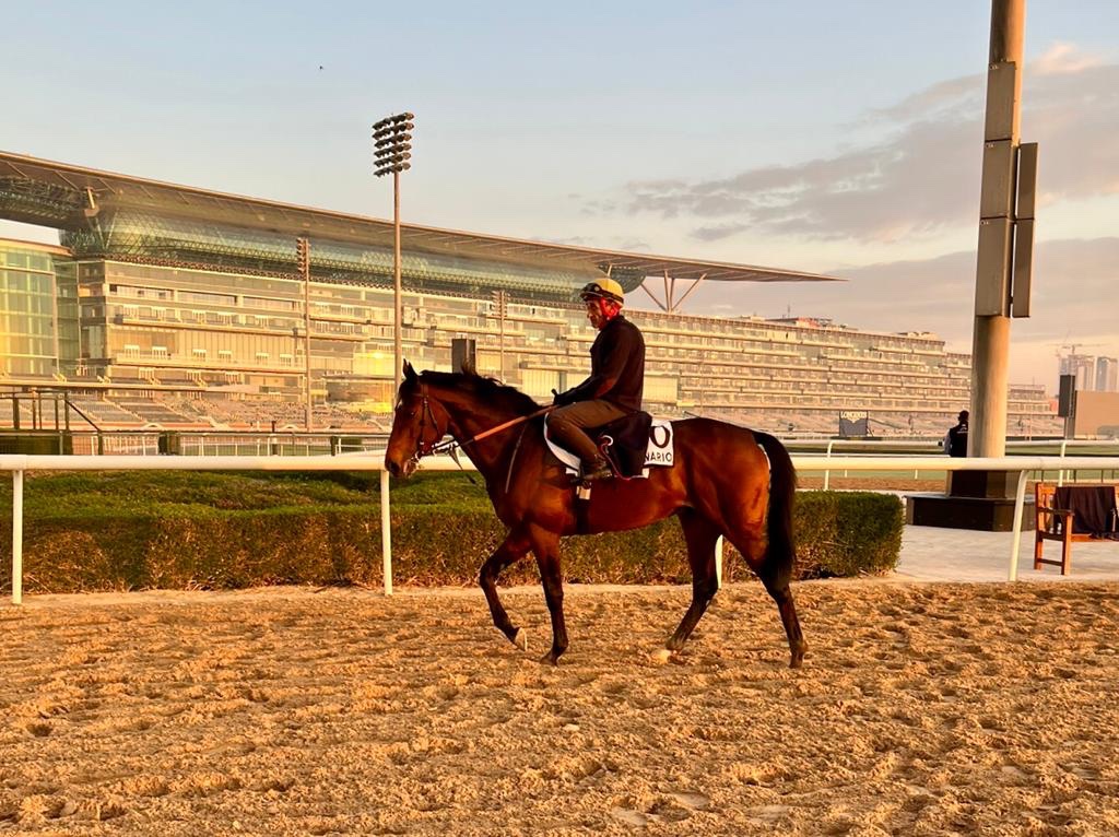 UMA 🏇 (@umaturf) on Twitter photo LEGIONARIO (Toronado) que defiende colores de Santa Bárbara <a href="/MPardo77/">Manuel Pardo</a> con la preparación de Ioannes Osorio, matriculado en el handicap sobre 1.600m, Dirt que se disputa el 10 de febero en Meydan <a href="/RacingDubai/">Dubai Racing Club</a>. El gran Jorge Jarkovsky está pendiente en todo momento de sus cuidados. LEGIONARIO (Toronado) que defiende colores de Santa Bárbara <a href="/MPardo77/">Manuel Pardo</a> con la preparación de Ioannes Osorio, matriculado en el handicap sobre 1.600m, Dirt que se disputa el 10 de febero en Meydan <a href="/RacingDubai/">Dubai Racing Club</a>. El gran Jorge Jarkovsky está pendiente en todo momento de sus cuidados.