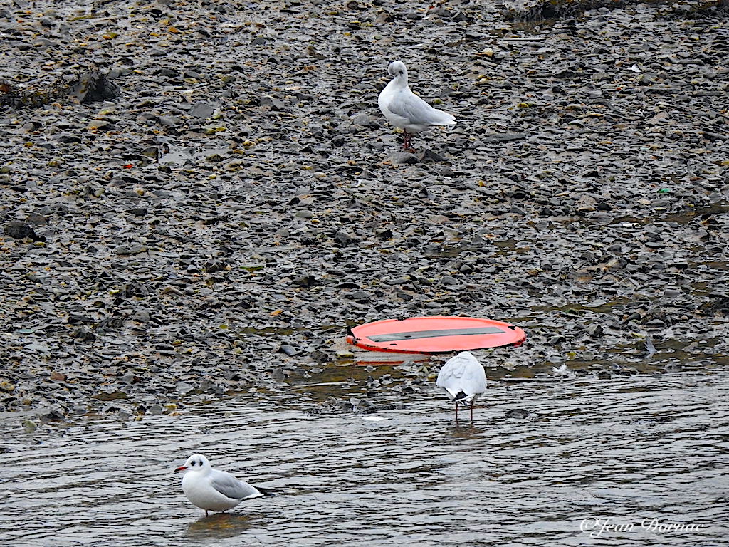 JeanDornac's tweet photo. Plage privée des mouettes qui sont heureuses du sens interdit qui a atterri sur leur plage éphémère… #plage #privée #mouettes #heureuses #sens #interdit #plage #éphémère #rive #léguer #Lannion #CôteArmor #Bretagne #France https://t.co/yd6AvfaQbU