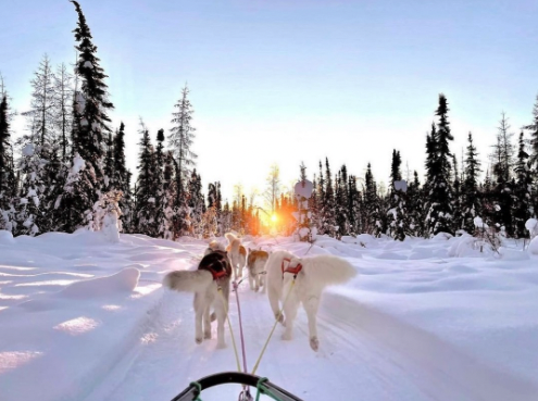 Travel_Love__rr's tweet photo. Mushing on a cold day.
-
📸repost @explorefairbanks @firewalker_kennel
you can see more photos visiting their IG gallery
-
tag us #Travel_love__rr
follows us @Paris_love_rr @NYC_love_rr
.
#explorefairbanks #northpole #northpolealaska #alaska #alaskanhusky #dogsledding #dogmushing https://t.co/btdUuEMAja
