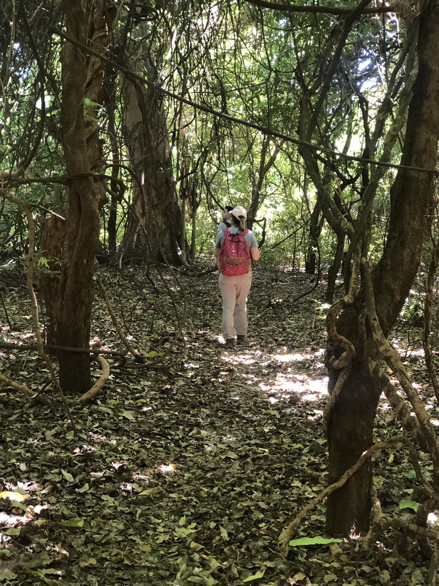 rauecotourism's tweet photo. Monday Forest Motivation ππΉπΏππ
βIn nature, nothing is perfect and everything is perfect. Trees can be contorted, bent in weird ways, and they're still beautifulβ. βAlice Walker
#onetriponetree #rauforest #nature #holiday #kilimanjaro #marathon #warmup #safari #mtkilimanjaro https://t.co/unIX9d293U