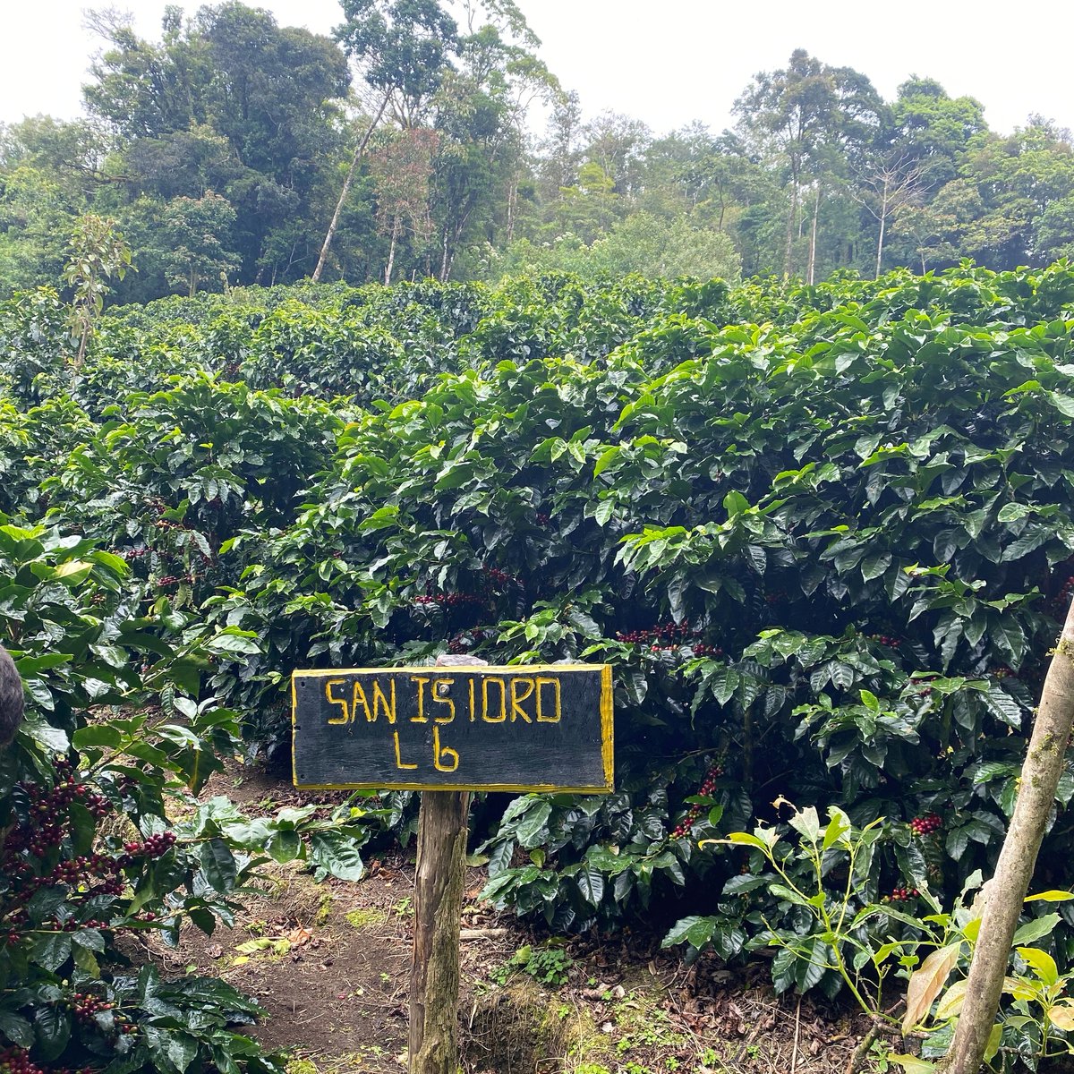 PlantingCostaRi's tweet photo. GOOD THINGS ARE COMING  - New coffee plantations are growing so fast and their beans will surely bring amazing flavors to your table!!
 Are you ready to try it? ☺️⁠ https://t.co/NXzFids53y