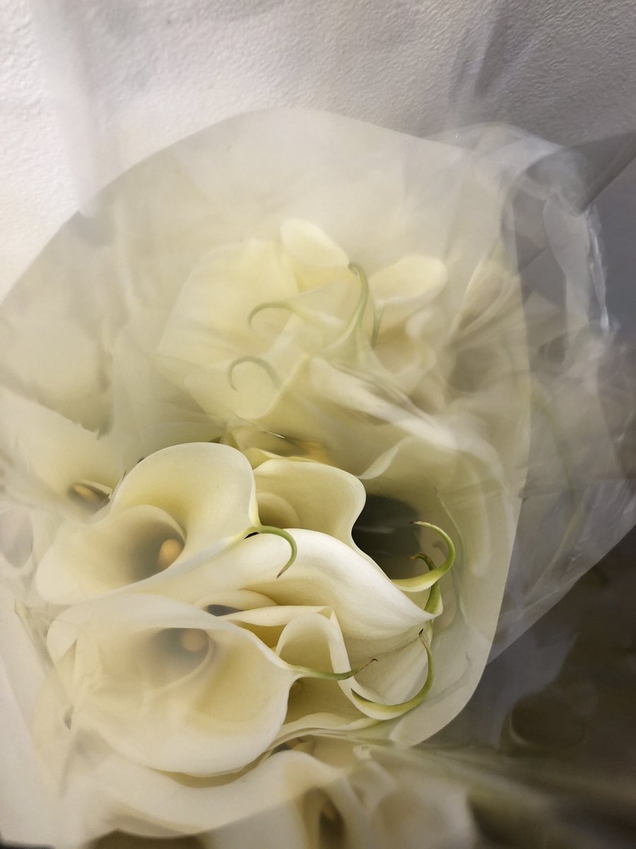 ZARD061027IS's tweet image. お昼に行った生花店へ行き「夕方また来ます💙」と言ったので、さっきお店に行ってcallaを手元に呼んで来ました🌱

少しcalla談義して「エェ〜🌱🌱🌱😱💕」って言ってしまう様なお値段で譲って頂きました。

恐るべし街のお花屋さん💙👍😤🌱

#calla #千葉県産 #小糸のからー #恋人のカラー