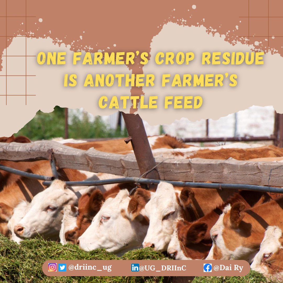 Hello Dairy Farmers, there is no need to struggle with feed for your cattle. Get connected today with trustworthy Crop farmers and make an excellent use of their Crop Residue. #foodscience #nutrition #dairyscience #management #goodmanagement #instagood #feed #trending