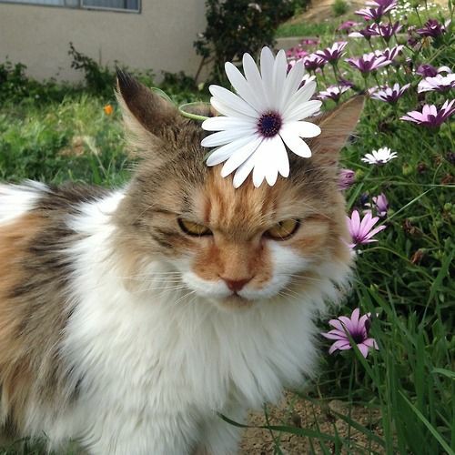 Sharolinguria's tweet photo. No talk me i angy😾💨 https://t.co/22iq2wbAYw