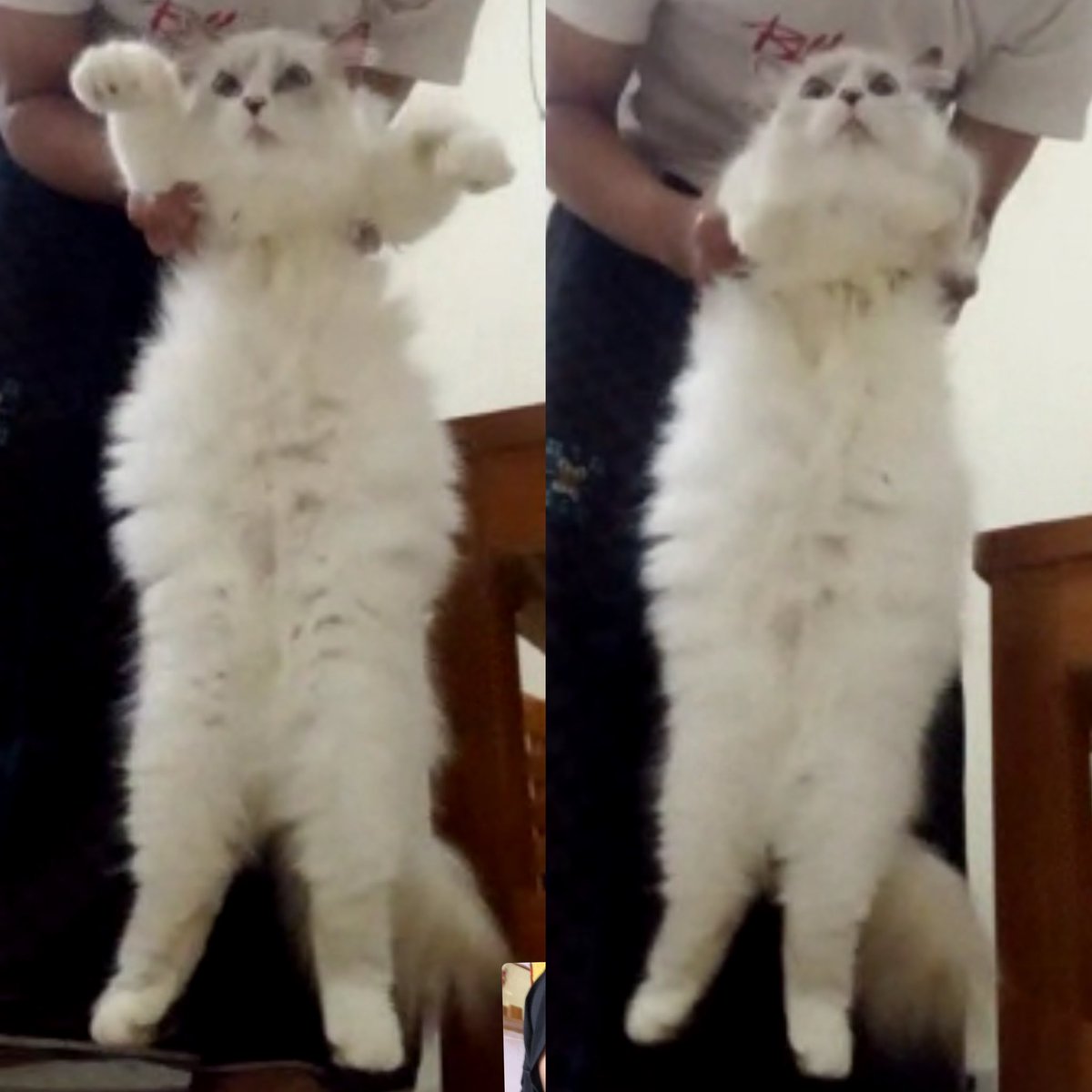 kochengfs's tweet photo. 🐈‍⬛ Selama babu lagi liburan, majikan dititipin ke ayangnya babu. Eh dia malah semakin menggembrot😭 https://t.co/fWDZS1uUxA