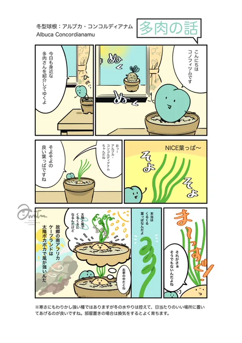 多肉の話 冬型球根アルブカ・コンコルディアナム
Albuca Concordiananum
葉っぱの秘密
#多肉植物 