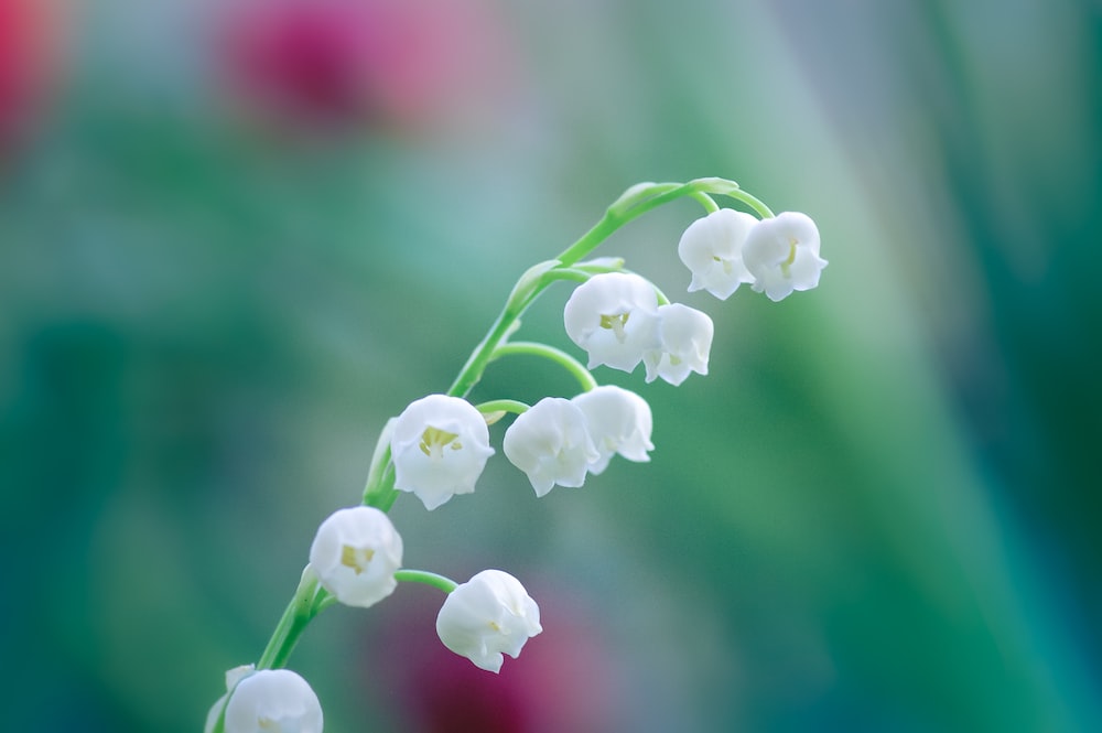 verdegiovane1's tweet photo. "Lily of the valley" https://t.co/gDyfsWZYpv