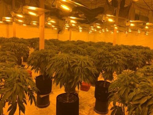 Belfast_Daily's tweet photo. TWO MEN CHARGED OVER LARGE CANNABIS FACTORY - https://t.co/w3EYfLte8F https://t.co/4ETpH5SNoO