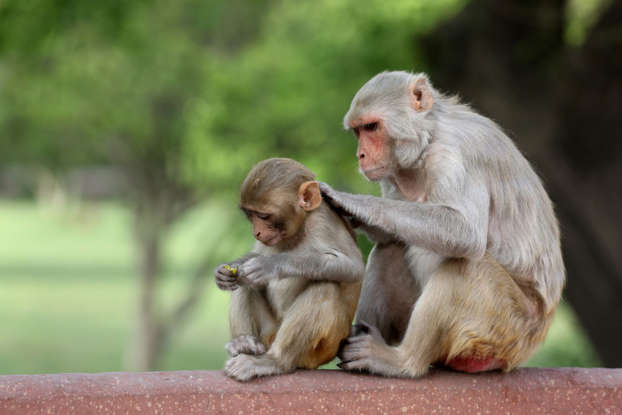 आमाकाे ममता !