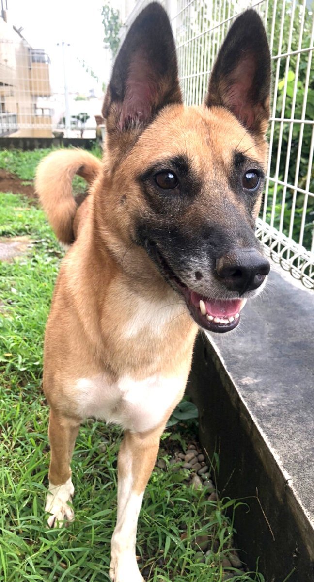 74ハヤ74 on Twitter "RT tochigisatooya 【里親募集】「MIX♀「グラちゃん」」東京都 目黒区