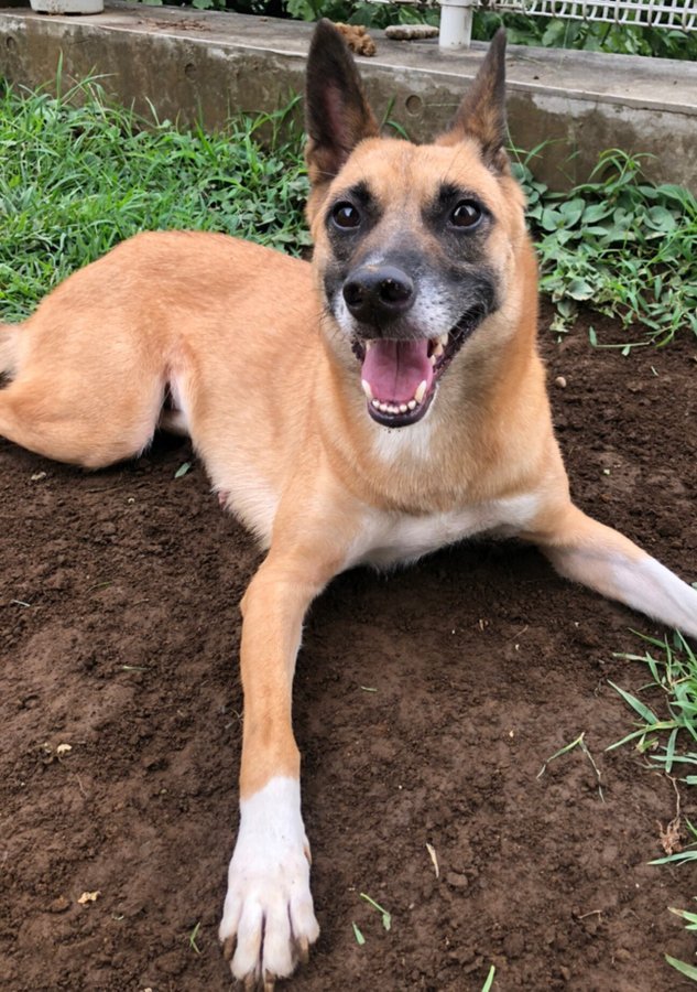 74ハヤ74 on Twitter "RT tochigisatooya 【里親募集】「MIX♀「グラちゃん」」東京都 目黒区