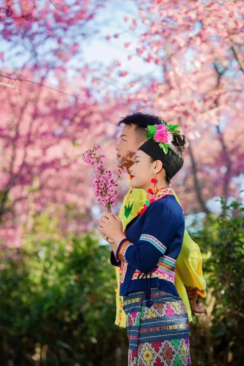 AmazingPuer's tweet photo. A #Bulang couple was seen under the cherry trees. The #cherryblossom on #Jingmai Mountain in #Puer city recently entered the full bloom. https://t.co/FTswOROwv4