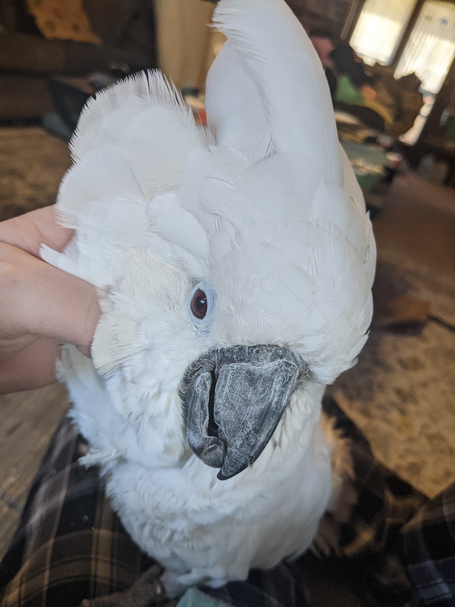Quiet snuggles or screm. There is no in-between