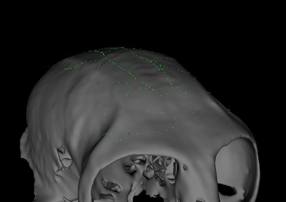 cortexplore's tweet image. We are super happy to release our latest optimizations for marmosets and small species at the end of this month. Stay tuned.