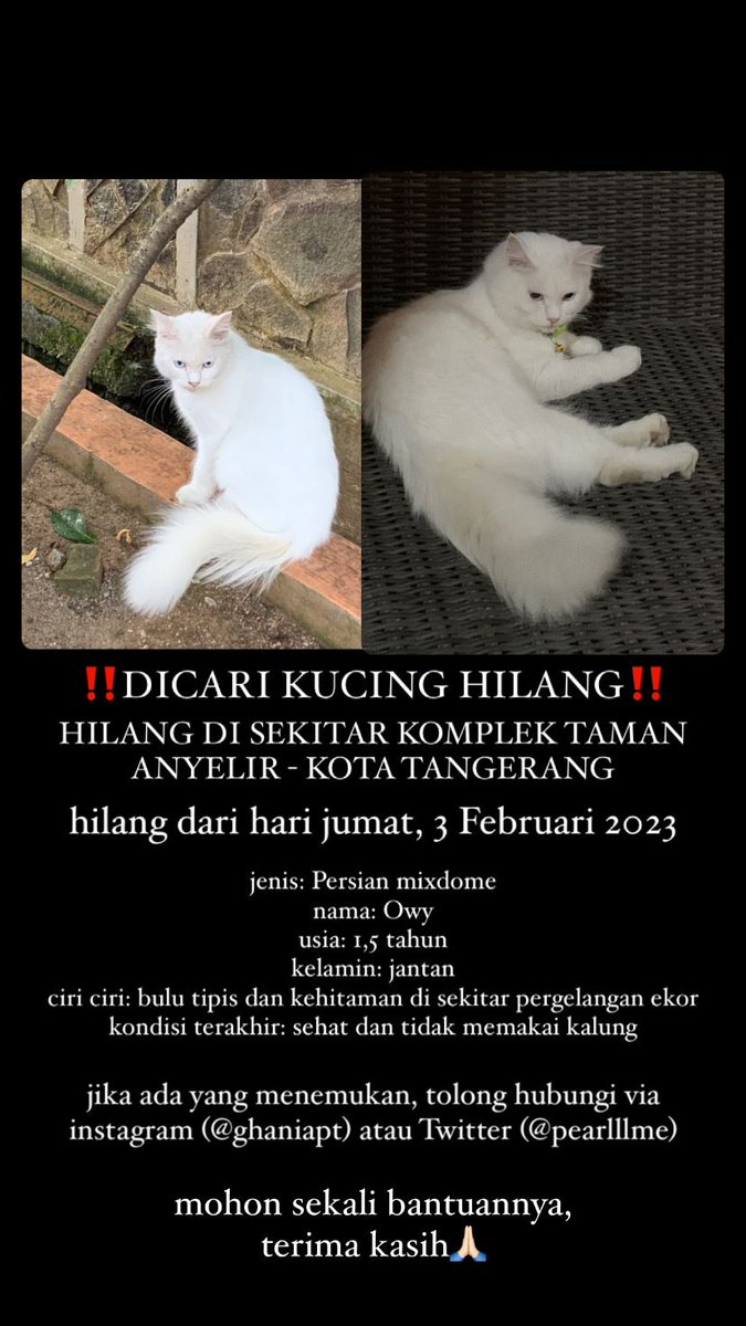 kochengfs's tweet photo. 🐈‍⬛ mohon bantuannya ya temen temen buat yg liat kucing ini daerah Tangerang dan sekitarnya hubungi kontak yg tertera 🙏🏼 terimakasih https://t.co/8hfYHsO7jO