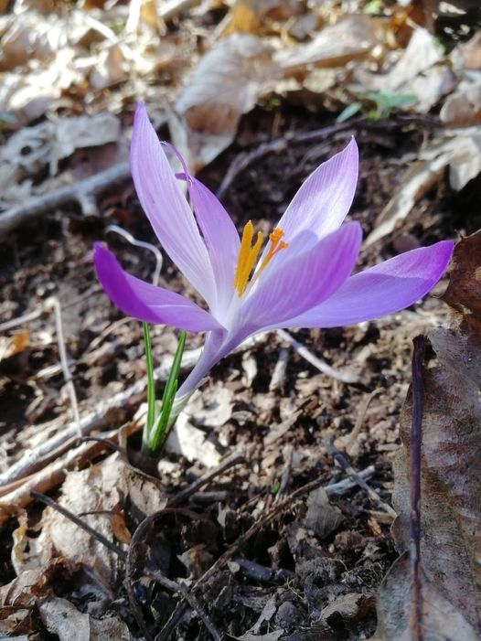 ParcoCastelli's tweet photo. #parcocastelliromani Anche se non si direbbe, la primavera è dietro l'angolo .🌷 I #crochi, tra i primi fiori a spuntare, iniziano a colorare i prati soleggiati del nostro territorio:  https://t.co/BBEyPq3MkL
Fotografia Ente Parco Castelli Romani https://t.co/AxrBEYMjWG
