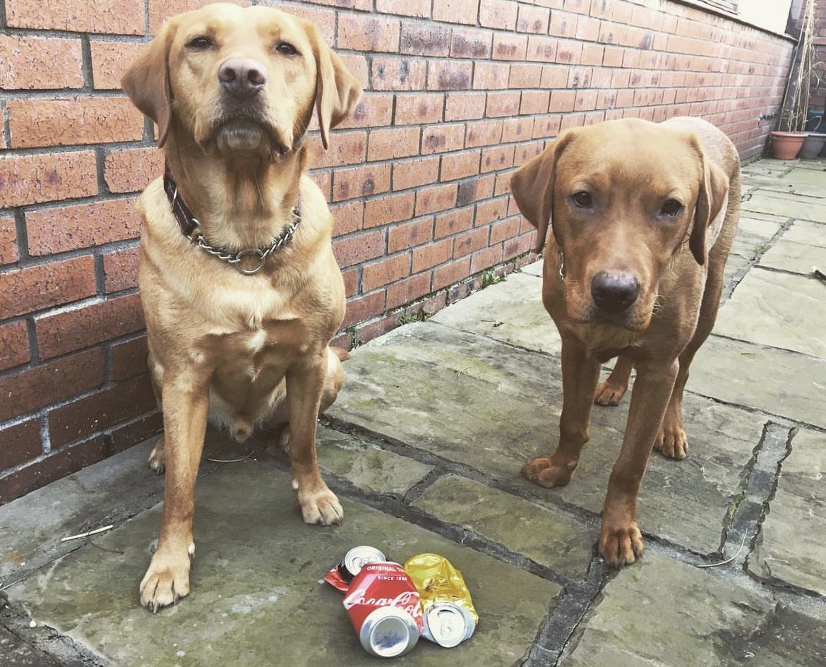 pawsonplastic's tweet image. It’s not my #litter but I’m making it my responsibility…to protect animals, communities &amp;amp; our precious environment. 

It only takes a minute &amp;amp; it feels great! Join us! #positiveaction #pawsonplastic #dogsoftwitter