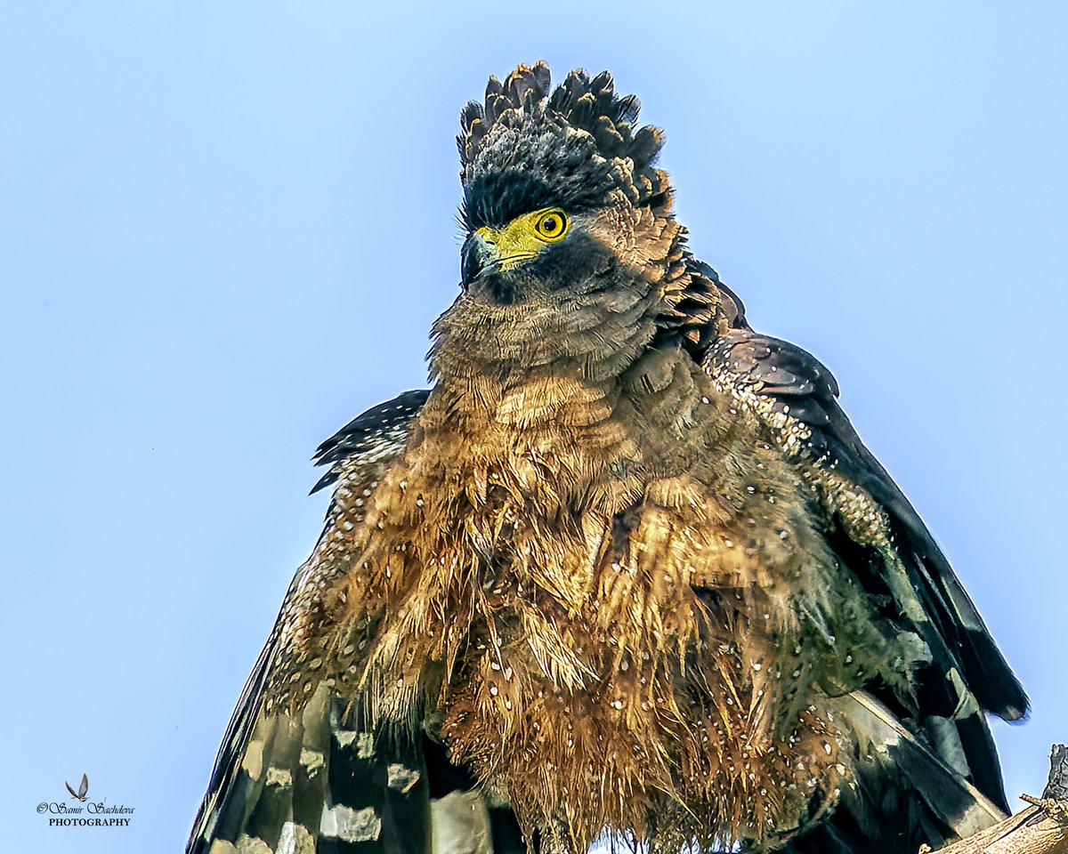 Attired like an Emperor
Crested Serpent Eagle (Spilornis cheela)
#BirdTwitter #birdphotography #birdwatching #akpictoz #NatureBeauty #birding
#IndiAves #ThePhotoHour #BBCWildlifePOTD #natgeoindia #birdphotographer #wildlifephotography