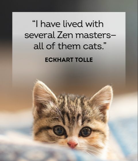 MasyaButerin's tweet photo. Might be the reason you love them @VitalikButerin #masya 🐾🐾😸 https://t.co/jpoC3iLe3t