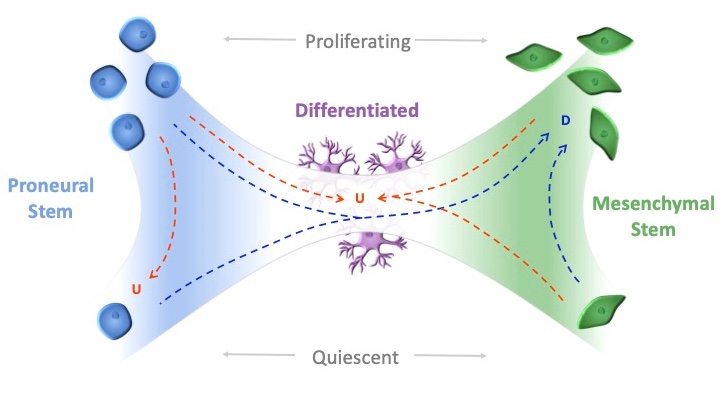 Glioma Genomics Research Group (@gliomagenomics) on Twitter photo We think we've found something v.interesting 🧐:IDHwt GBMs can be stratified by treatment response which might inform targeted therapies. Read our study here: tinyurl.com/3ybvwutd Funded by <a href="/UKRI_News/">UK Research and Innovation</a> <a href="/BRUKresearch/">Brain Research UK</a> <a href="/DiMeN_Diversity/">MRC DiMeN Diversity</a> <a href="/LDShospcharity/">Leeds Hospitals Charity</a> <a href="/OscarsCharity/">OSCAR's PBTC</a> <a href="/YorkshireBTC/">Yorkshire's Brain Tumour Charity</a> We think we've found something v.interesting 🧐:IDHwt GBMs can be stratified by treatment response which might inform targeted therapies. Read our study here: tinyurl.com/3ybvwutd Funded by <a href="/UKRI_News/">UK Research and Innovation</a> <a href="/BRUKresearch/">Brain Research UK</a> <a href="/DiMeN_Diversity/">MRC DiMeN Diversity</a> <a href="/LDShospcharity/">Leeds Hospitals Charity</a> <a href="/OscarsCharity/">OSCAR's PBTC</a> <a href="/YorkshireBTC/">Yorkshire's Brain Tumour Charity</a>
