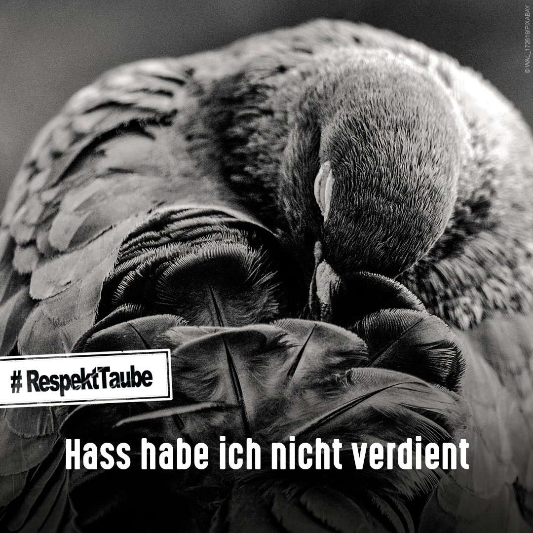 😢 Erschlagene #Tauben in Mainz, angeschossene Tauben in Braunschweig. Niemand muss #Stadttauben lieben, aber diesen Hass haben die liebevollen Tiere nicht verdient. Bitte schaut nicht weg und meldet #Tierquälerei, wenn ihr sie seht!

🕊️ #RespektTaube

👉 tierschutzbund.de/taubenschutz