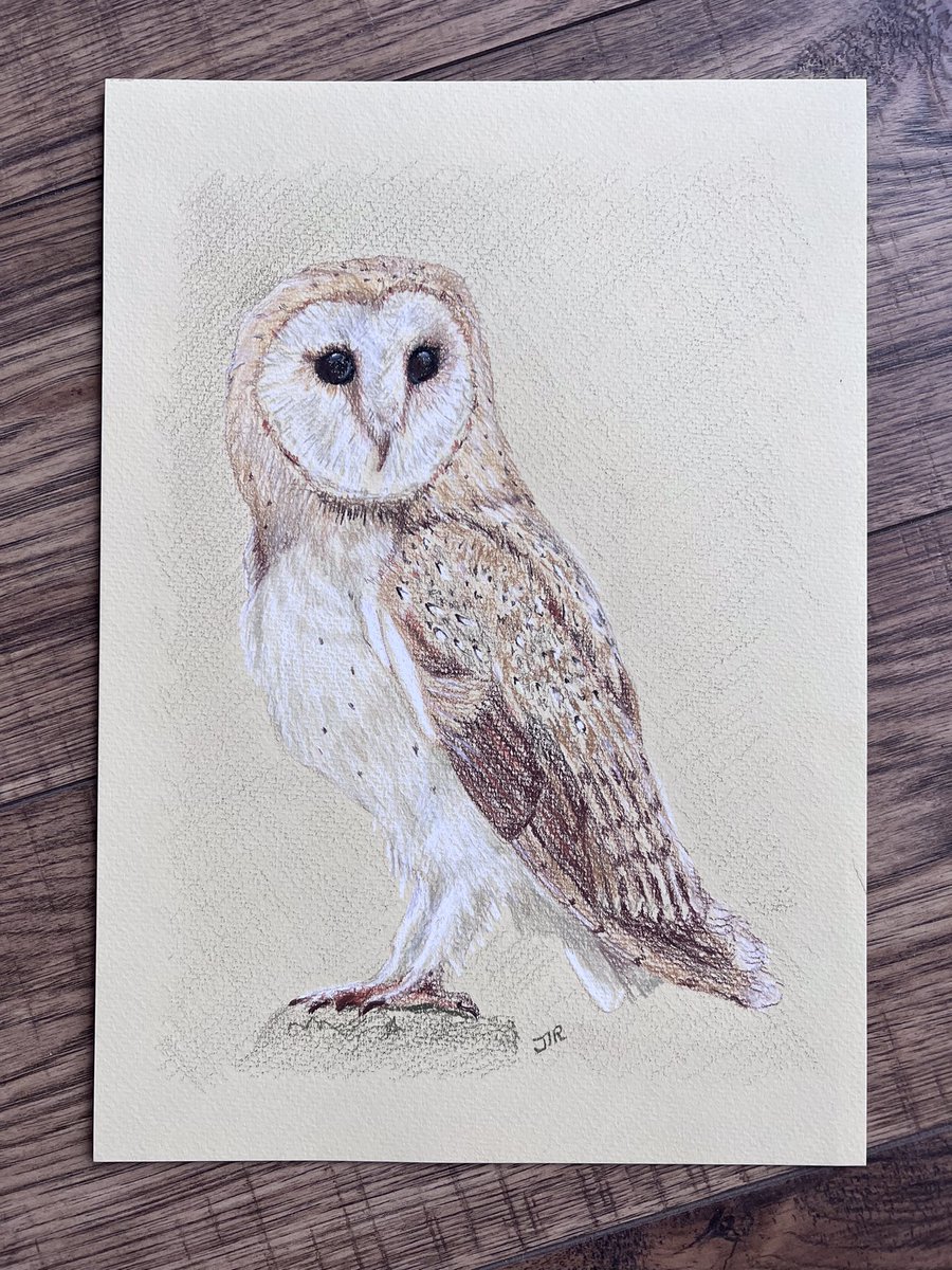 Happy Monday, here’s a barn owl 🦉✨ #Barnowl #BirdTwitter #colouredpencil