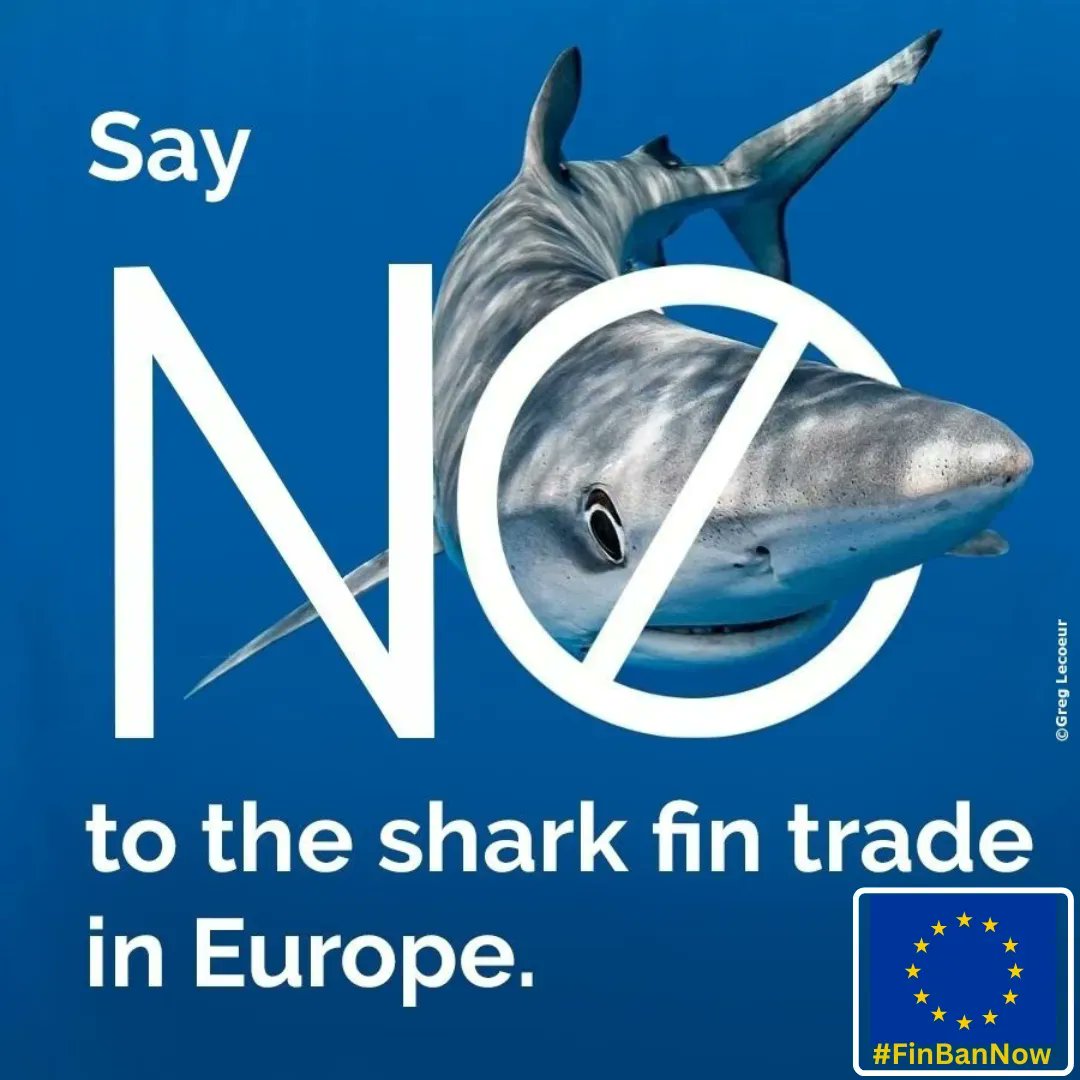 🦈🙌 One year ago the European Citizens' Initiative #StopFinningEU hit over 1.1 million votes of support for a trade ban on shark fins in Europe.

↪️  Today <a href="/StopFinningEU/">StopFinningEU</a> will meet <a href="/EU_Commission/">European Commission</a> representatives and make the case to translate EU citizens' wishes to a #FinBanNow.