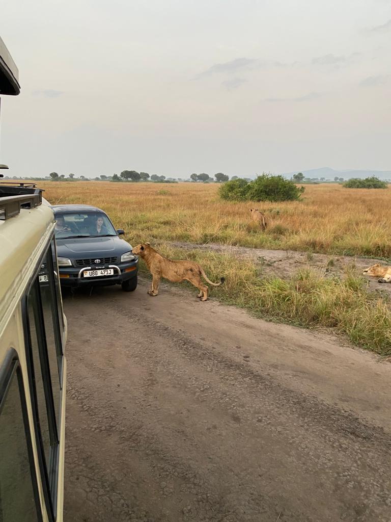 ExploreWildlif4's tweet photo. #Lions 
I must smell this thing!!!
Cats are always inquisitive about stuff around their territories.
#gamesafari 
#thebig5 https://t.co/IQESfeGdt0