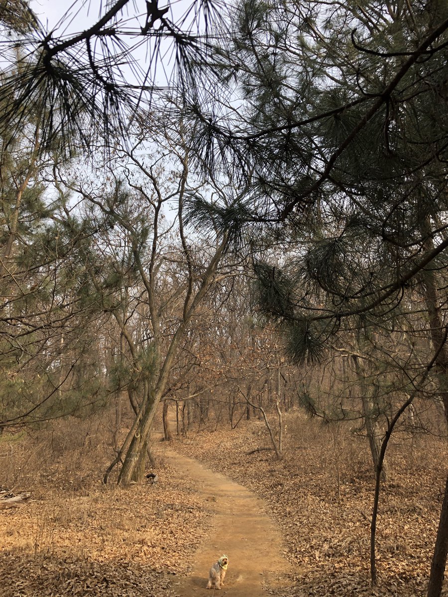 avlxjflo's tweet photo. 강아지를 산책 시키는게 아니라 강아지가 나를 산책시켜준다는 생각이 많이 든다 작업실에 나와서 잠시나마 🌳 https://t.co/xwWJEWyhjM