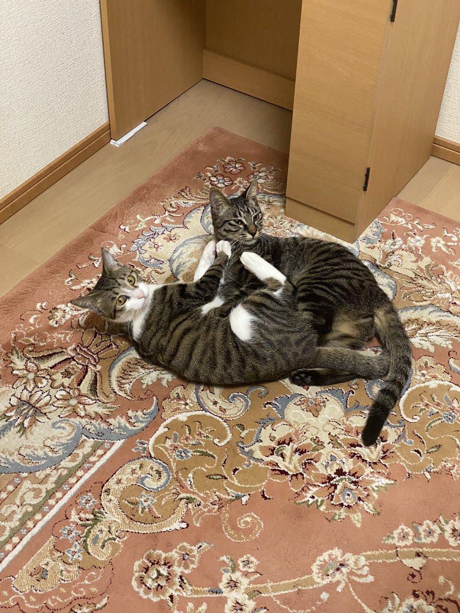 今日のモカラテ